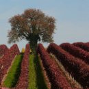 FVCW (31)-Weicht-Sabine